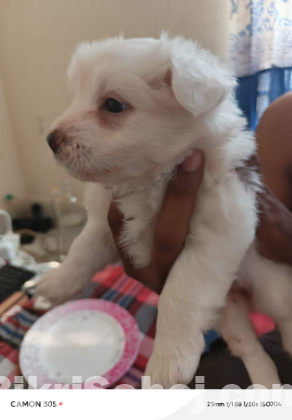 Lasha apso puppy